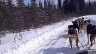 Dog Sledding @Chena Hot Springs Resort