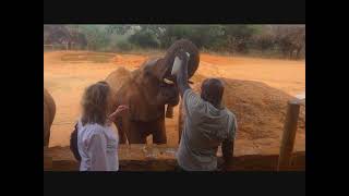 Farewell To Our Foster Elephant Orphan, Mbegu
