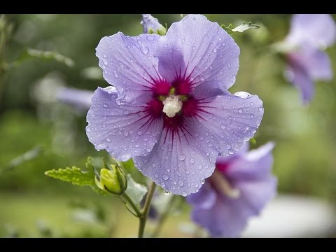 Video: Waldmalve (25 Fotos): Botanische Beschreibung Der Waldmalve, Regeln Für Den Anbau Einer Mehrjährigen Pflanze