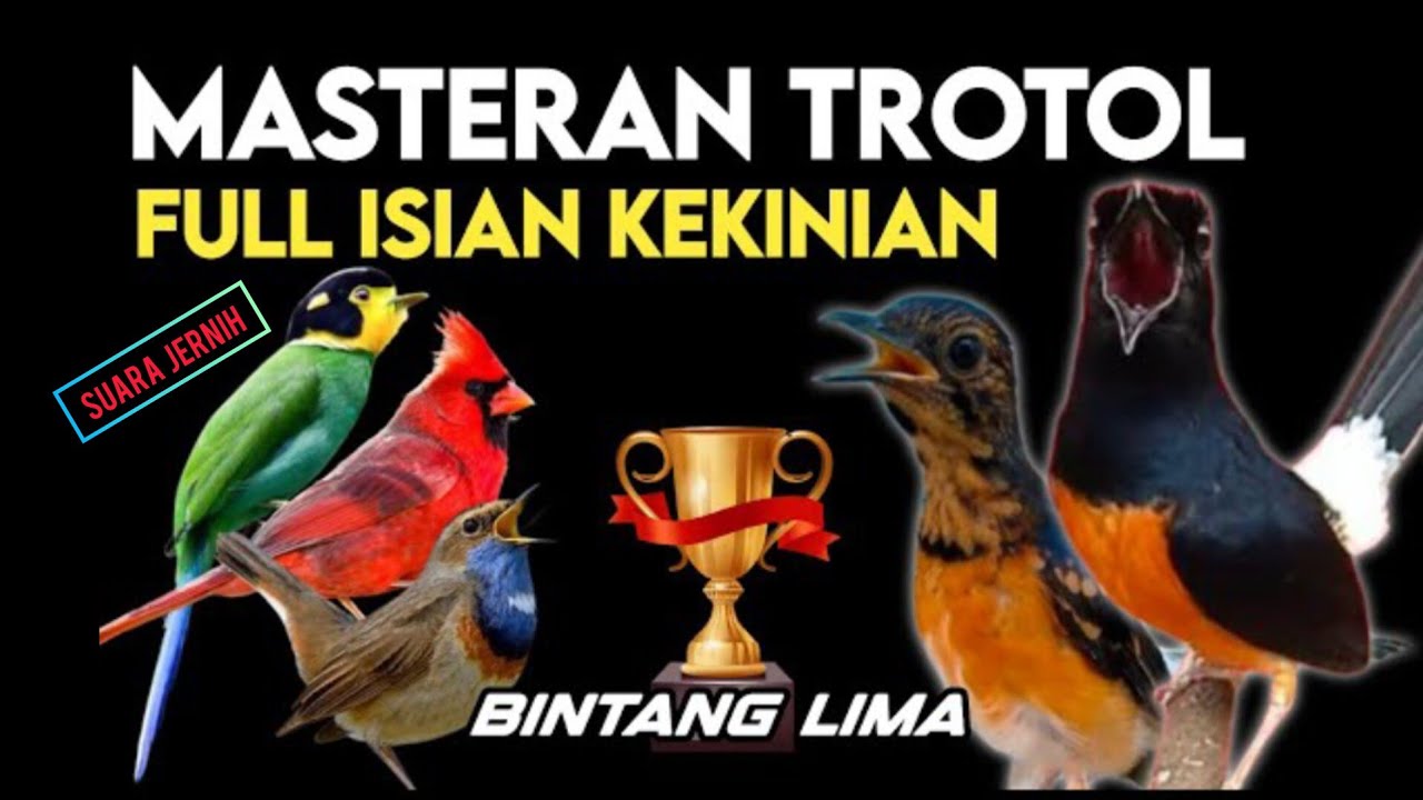 Masteran Burung Suara Pilihan || TEMBAKAN KASAR Materi Muda di Tiru Suara Jernih Asli Hutan