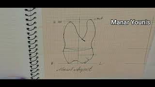 Drawing Maxillary Right first Molar Part 2 mesial, distal and occlusal aspects
