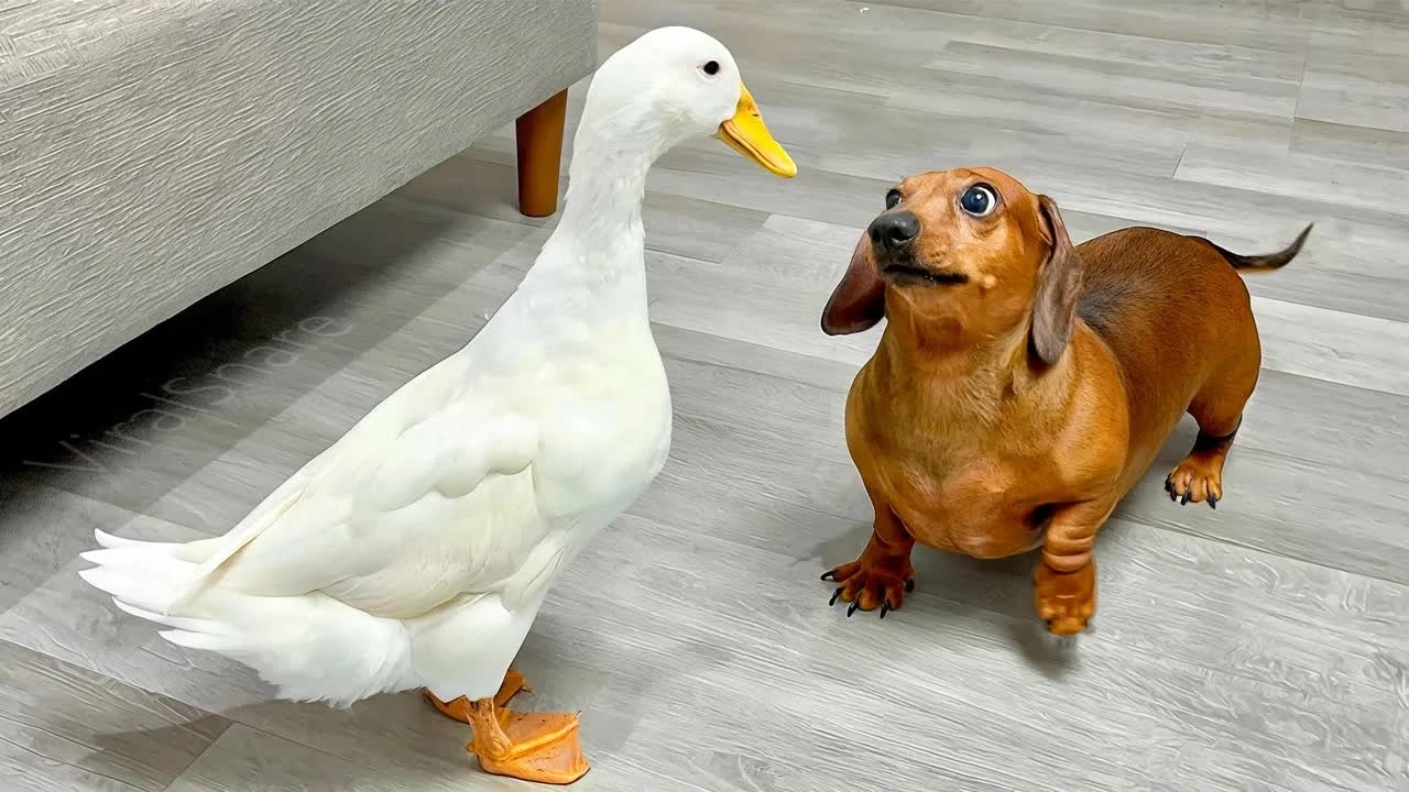 Самые смешные видео с кошками и собаками 2026 года 😺🐶Смеешься — проигрываешь🍓