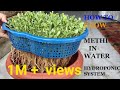 😮wow...!!!!! growing fenugreek(methi) whithout soil only in water|| hydroponic system