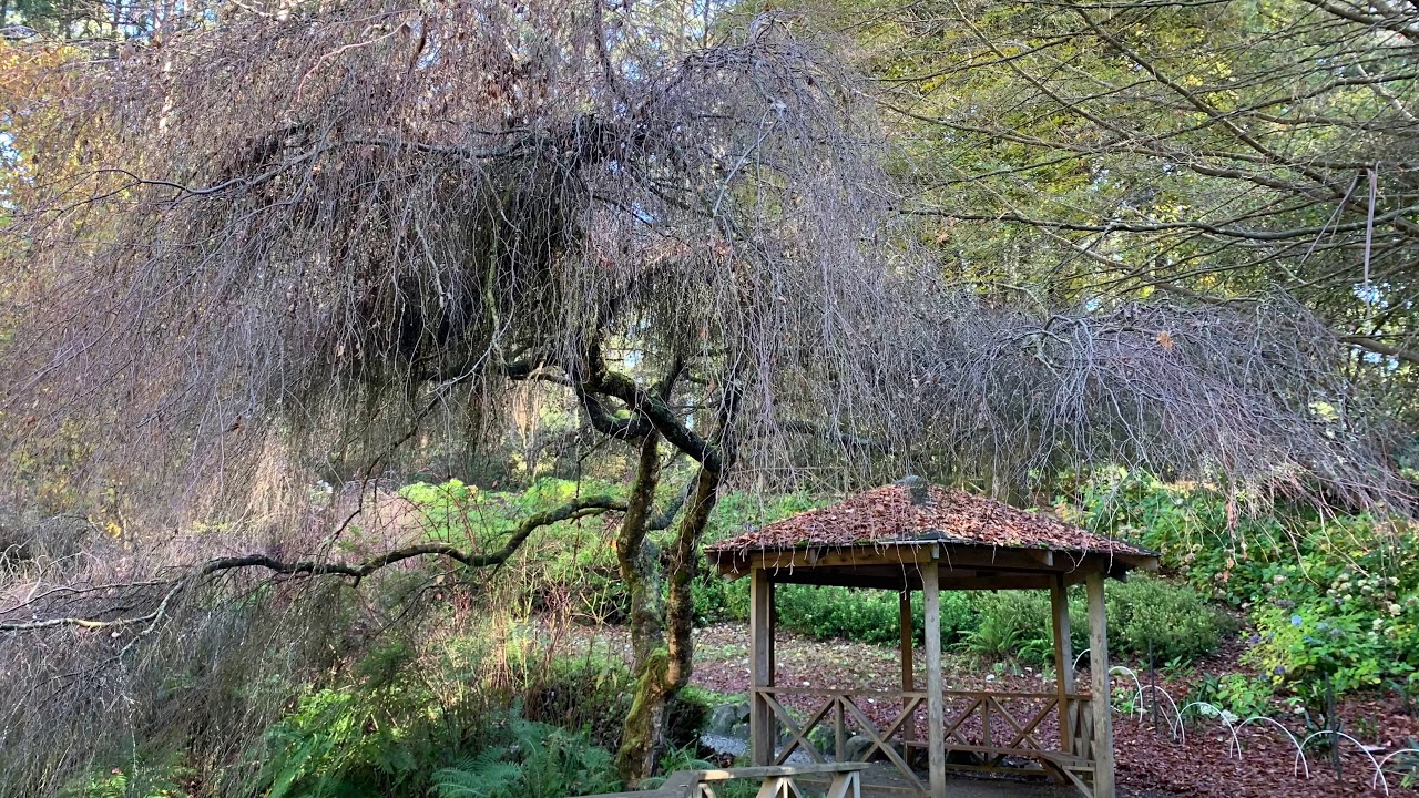 Dandenong ranges botanic garden Victoria - YouTube