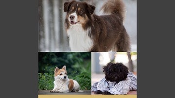 Dashing Music for Lazy Puppy Afternoons