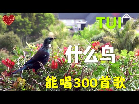 Tui 图伊鸟和刷子树- 会唱300首歌的鸟 How is a Tui singing? 聽聽圖伊鳥的歌聲 60