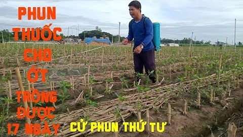 PHUN THUỐC CHO ỚT TRỒNG ĐƯỢC 17 NGÀY TUỔI