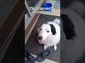 The puppy eyes are so cute tho #dogsofyoutube #animal #dog #cute #shorts