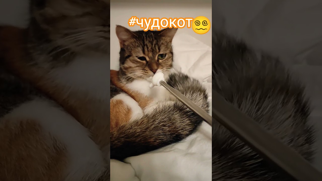 #чудокот