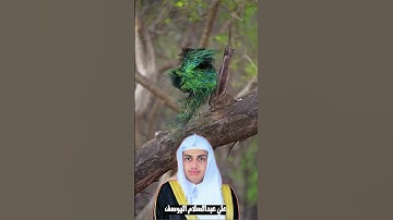 سورة التكاثر || تلاوة تفيض جمالا || أرح سمعك وقلبك ||علي اليوسف Ali Al-Youssefi Surah At-Takathur
