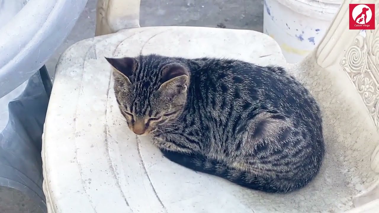 A day in the life of our cats - Catom Vlogs