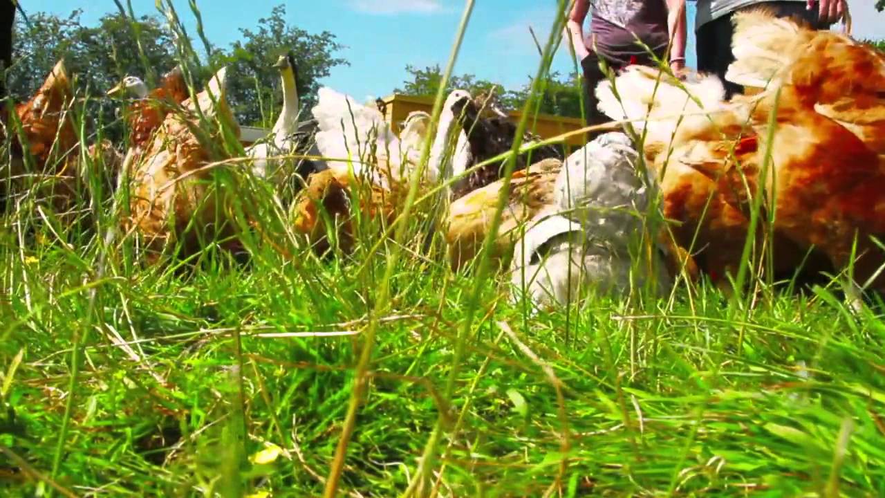 Brambles Care Farm Norfolk YouTube