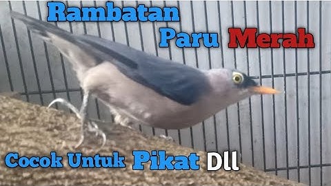 Rambatan Paruh Merah || Suara Original Alam Liar nya..