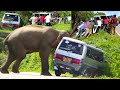 Van out of the road after elephant attack unbelievable incident of forest road