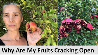 Why Are My fruits / Pomegranates Cracked Splitting Open  Backyard Gardening Tips