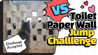 Cat Toilet Paper Wall Jump Challenge / Cat VS Toilet paper wall by Korat by Chadol's House 452 views 3 years ago 3 minutes, 15 seconds