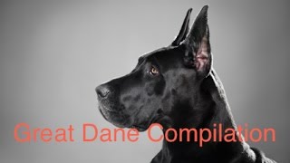 Great Dane Compilation by The Compilation Nation 17,954 views 9 years ago 4 minutes, 54 seconds