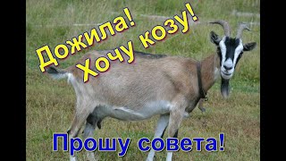 Хочу купить козу, выбираю породу Хочу купить козу, выбираю породу