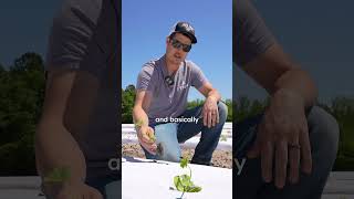 Produce Root Development Tips