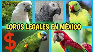 LOROS LEGALES en MÉXICO | Compra de Loros - 25 especies legales