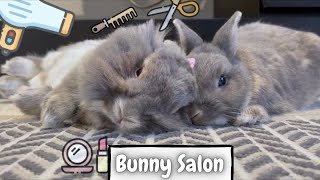 Lionhead Rabbit Grooming And Haircut Before Her Anniversary Day