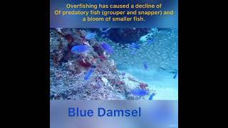 Diving Anemwanot Or Enemonit Island, Majuro Atoll, Marshall Islands