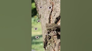 Thumbnail of #music #soberlife #truthspeaker #naturelover #treestory #angelsmessage #ancestors #spiritguides