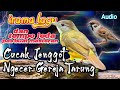 Suara Masteran Burung Cucak Jenggot Tembakan Gereja Tarung Durasi Jeda Mp3 - Mp4 Download