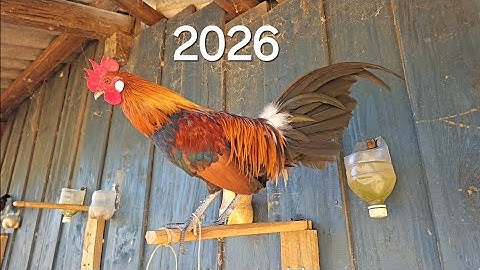 Qaib dawb ntsej qua zoo kawg noob cuab tuaj zoo2026