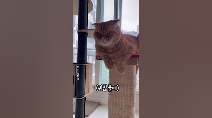 심심할 때,배고플 때,귀찮을 때~ #고양이 #스코티쉬폴드