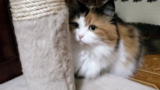 Calico cat video by Lovely Funny Cats 238 views 2 years ago 1 minute, 3 seconds