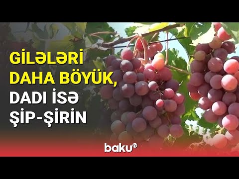 Yevlax sakini calaq üsulu ilə fərqli üzüm yetişdirib - BAKU TV