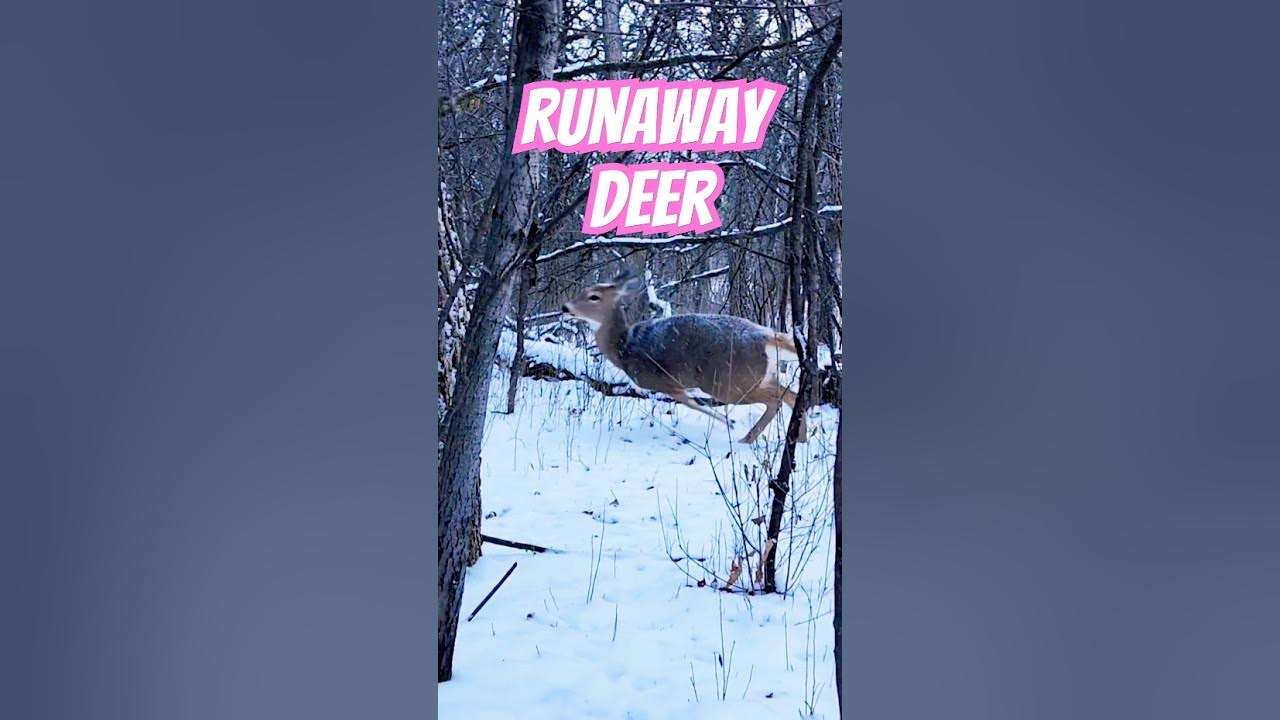 She's a little runaway #deer She's a little runaway #deer