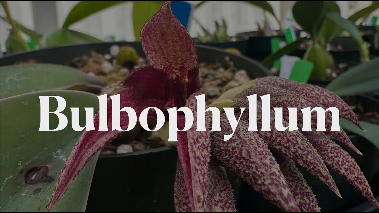 Bulbophyllum Care Guide