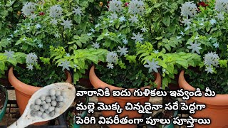 Jasmine Plant Growing Tipsmalle Chettu Penchatam Ekkuva Malle Puvvula Kosam Sudi Malli