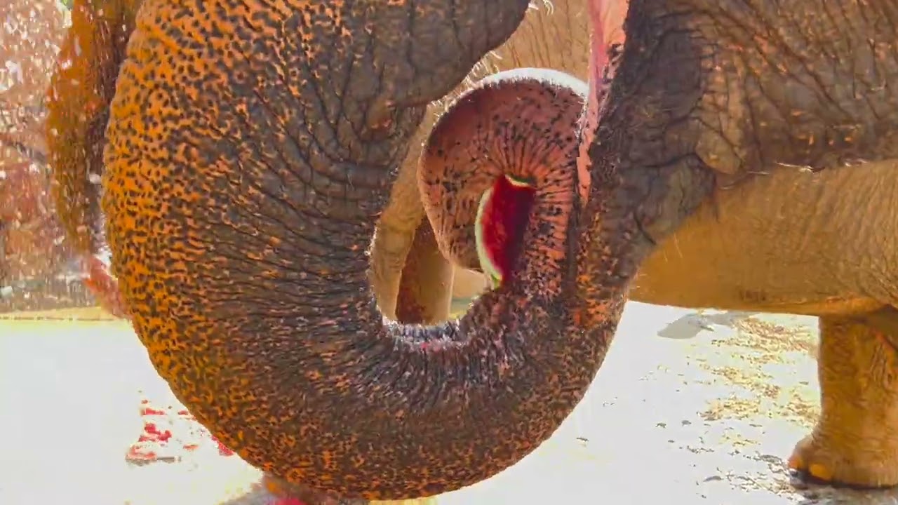 World Elephant Day  2022