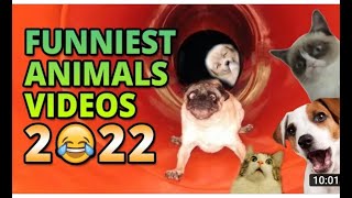 Funniest Animals Videos 8 Best Cute Cats%F0%9F%98%B9 and Crazy Dogs%F0%9F%90%B6 Videos 2022%21   FUN