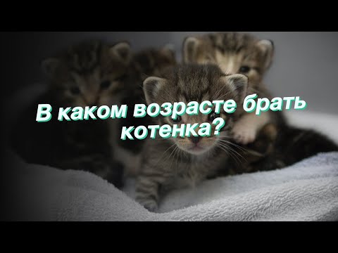 Видео: Когда отлучать котят от груди?