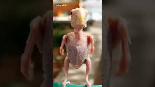 Baby Walk And Dancing