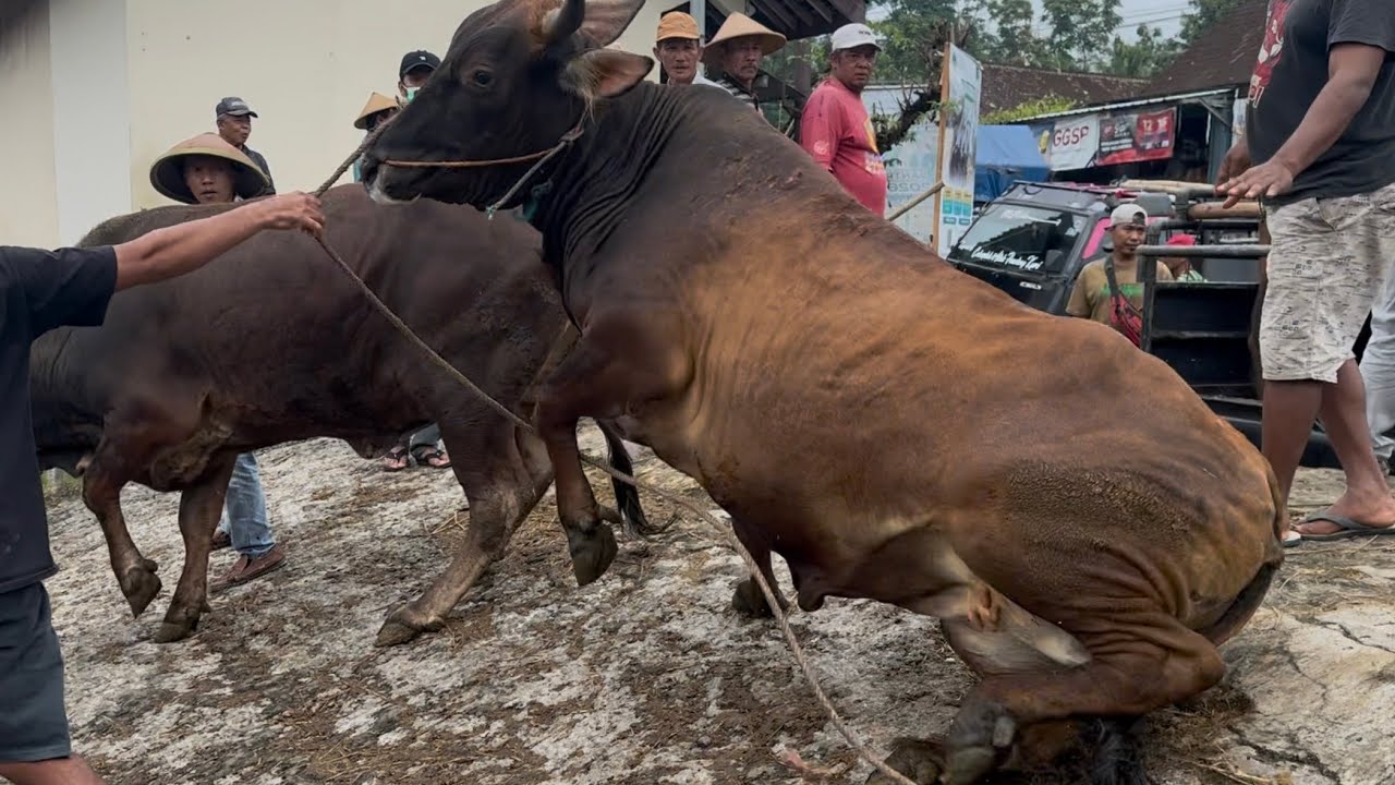 Прибытие гигантской разъяренной коровы чуть не сбило жителей.