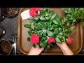 РОЗЫ🌹ДЕЛЕНИЕ И ПЕРЕСАДКА/ЗИМНЯЯ ПЕРЕДЕРЖКА РОЗ.