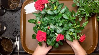 Nolina Patiohit Roses Как Ухаживать После Магазина Nolina Patiohit Roses Как Ухаживать После Магазина