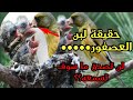 غرائب عن لبن العصفور !!! هل هي اسطورة أم حقيقة و لماذا أخفى العلماء هذه المعلومة...