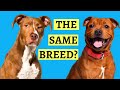 Are Pit Bulls And Staffies the Same? ( Breed Comparison )