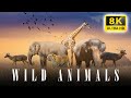 EL MUNDO DE LOS ANIMALES EN 8K ULTRA HD