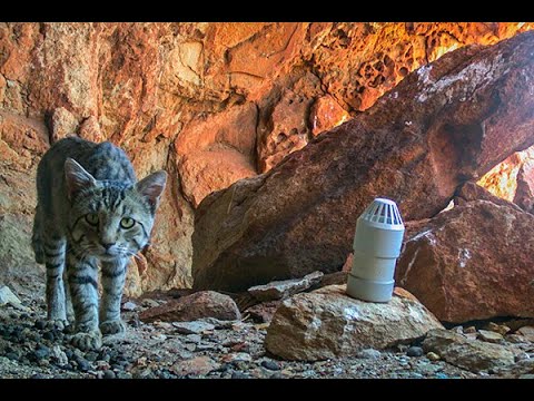 Combined feral cat management approaches (longer)