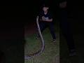 Ini piton apa king cobra #snake