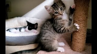 Sammi and Dean: Happy Playful Kittens