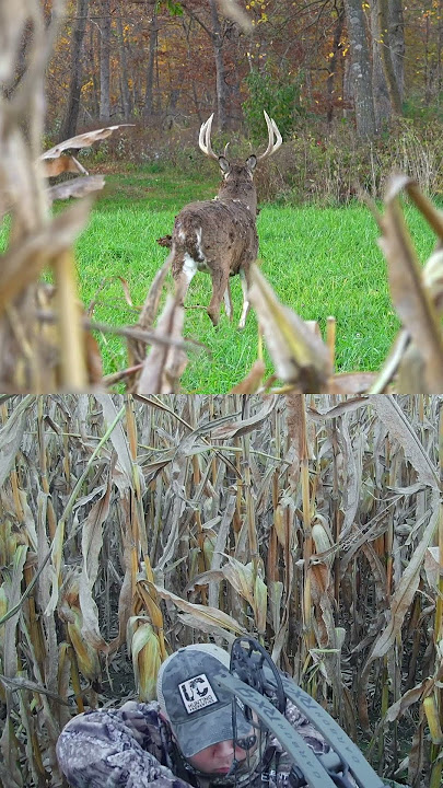 Face to face with a big buck in Iowa! #hunting #bowhunting  #whitetail #uchuntingproperties