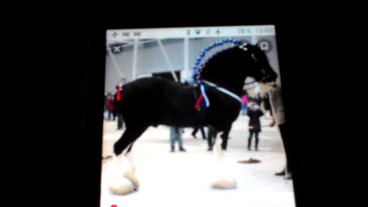 Le shire le cheval le plus grand au monde YouTube Le shire le cheval le plus grand au monde YouTube